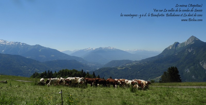 Bovins heureux au Méruz d'Ugine