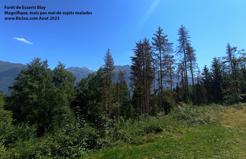 Forêt de Esserts Blay, magnifique, maus pas mal de sujet malades