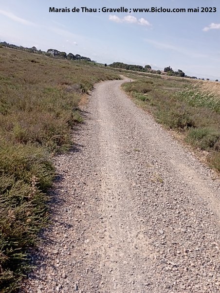 Gravelle dans le marais de Thau