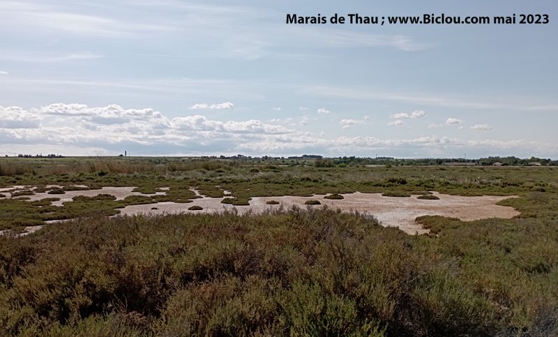 Marais de Thau