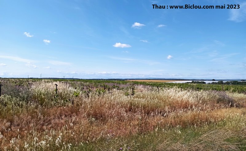 Dans la steppe de Thau, tranquille
