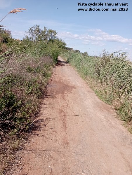 Piste cyclable dans le marais de Thau