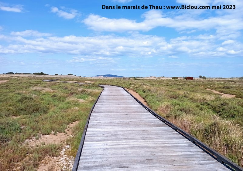 Dans le marais de Thau