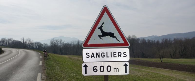 Panneau routier : Biches pour sangliers