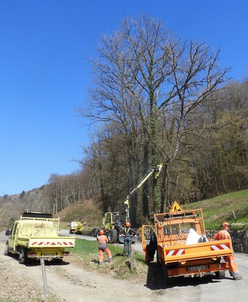 Travaux d'élagage