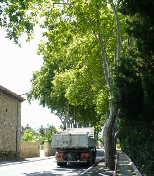 bande cyclable et platanes
