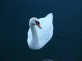 fait moi un cygne