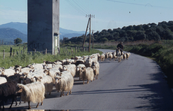 moutons corses en 1978