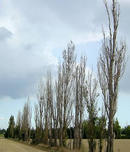 Rangée d'arbres sur la Route de ViaRhôna