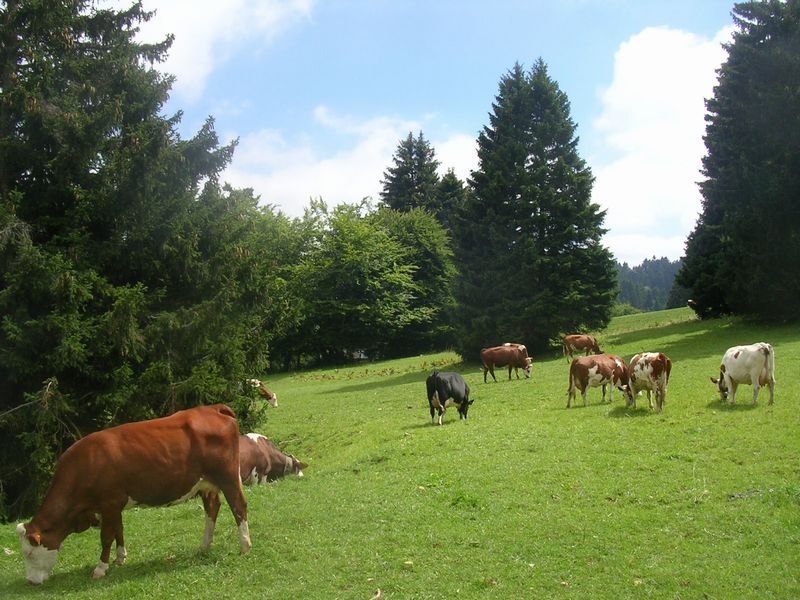 Bovins paisibles au col des prés en 2005