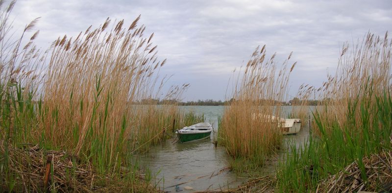 Le Rhône entre roseaux à port saint Louis