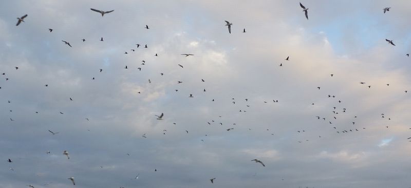 les oiseaux de la digue à la mer
