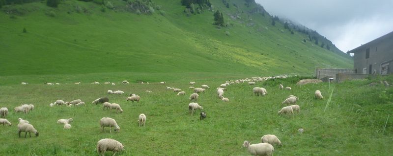 Les thônes et Marthod, au col des Aravis en 2010