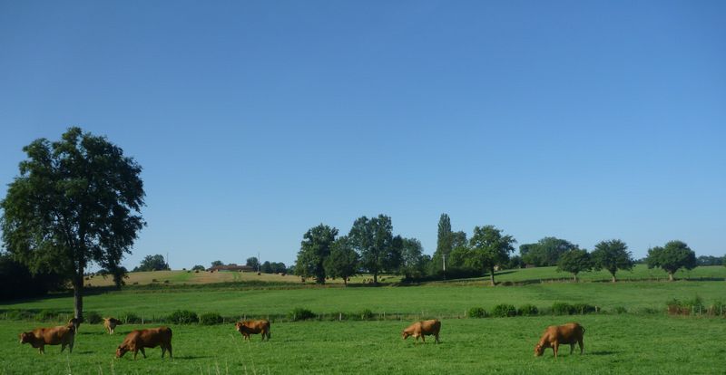 Vaches de la plaine de l'ain