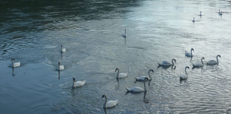 La danse des cygnes sur le Rhône un soir de juillet 2010 on the via Rhôna