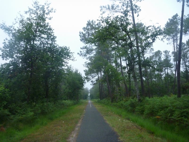 Le Glaude perfore la fôret des Landes ce petit matin d'aout 2010 par piste cyclable de Bordeaux à Lacanau