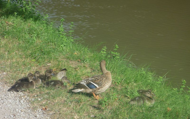 La famille canards le long du canal du midi en 2010