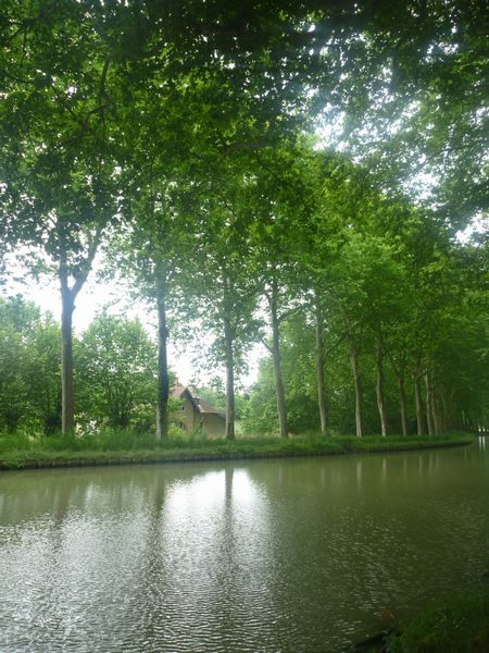 Alignement de grands arbres le long du canal du midi en 2010