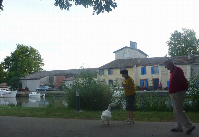 Oie apprivoisée en compagnie de ses deux pépéres , au bord du canal du midi en 2010