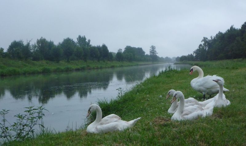 Fais mois un cygne , le long du canal latèral de la Garonne en 2010