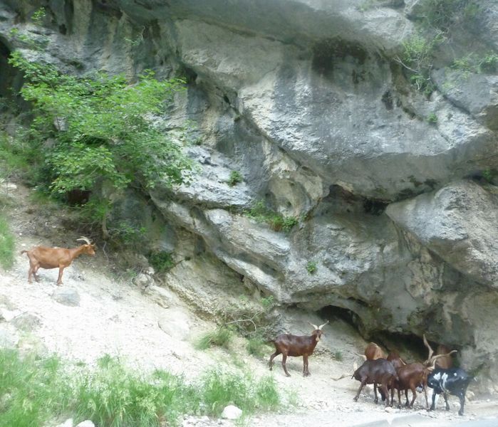 Les Mouflons sont sur la route des gorges du Verdon en ce petit matin de 2010