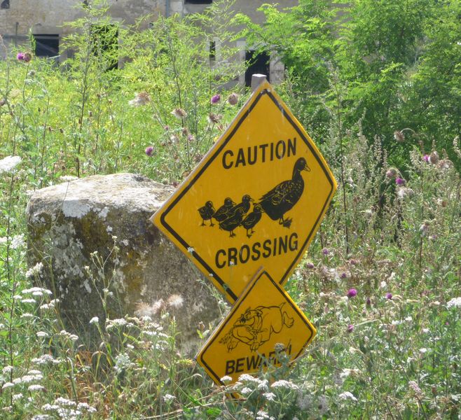 Caution, ducks crossing sur l'euro velo six en 2010