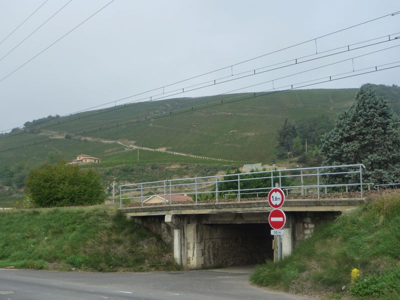 Route à pente de 25 pour cent dans le vignoble du côte * à Ampuis