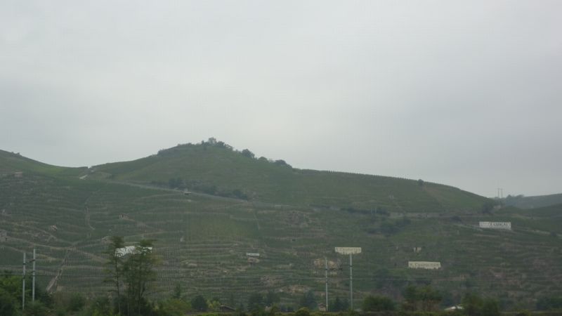 Le Vignoble de côte rotie à Ampuis en 2010