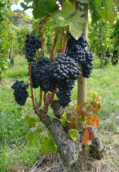 Période de vendanges en cet octobre 2010, sur la Via-Rhôna