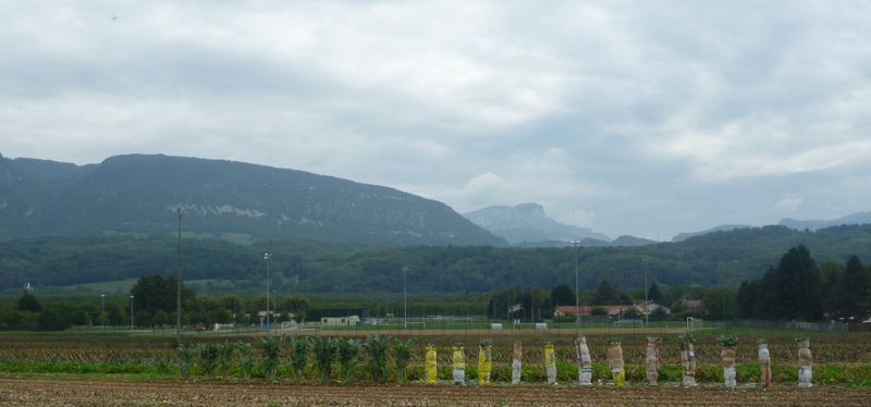 Cardons en vue du Vercors en 2010