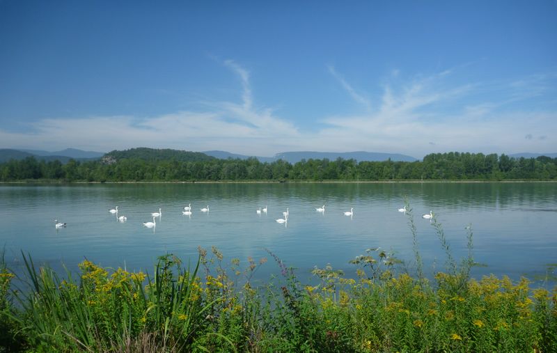 fait moi un cygne
