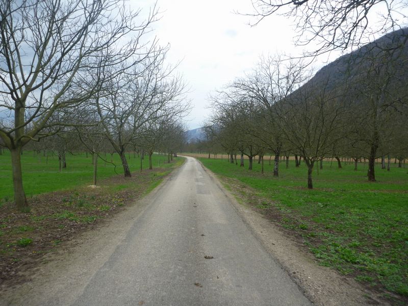 dans les noyers de la plaine entre Grenoble et St jean en Royan