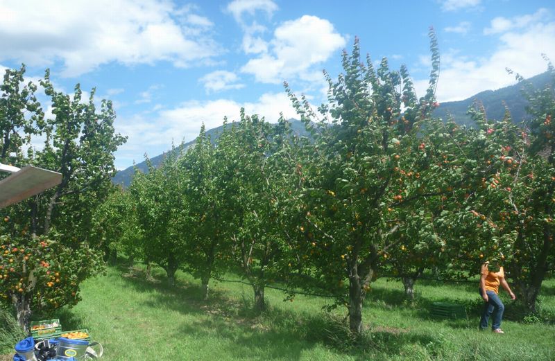 Les abricots du Valais déjà en récolte le 20 juin 2011