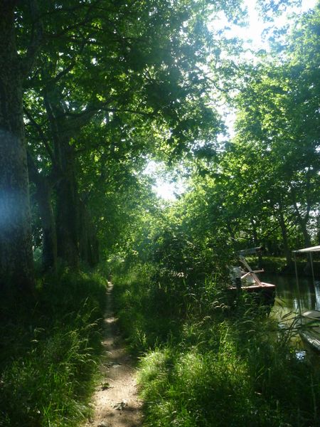 Verdure en canal du midi en 2011