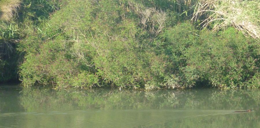 Ragondin nageur sur le canal du midi en mai 2011