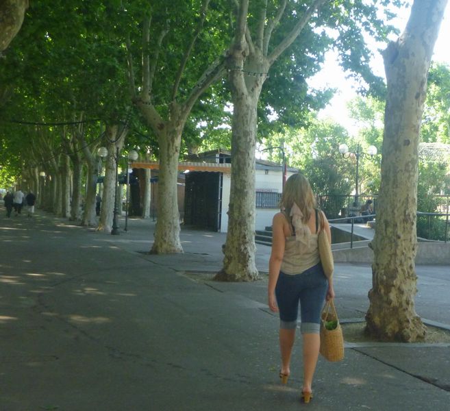Admirez cette belle rangée de platanes de Narbone en Narbonaise , mai 2011