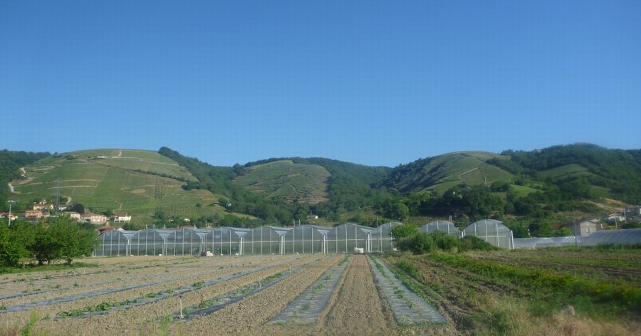 Les maraiches d'Ampuis en 2011