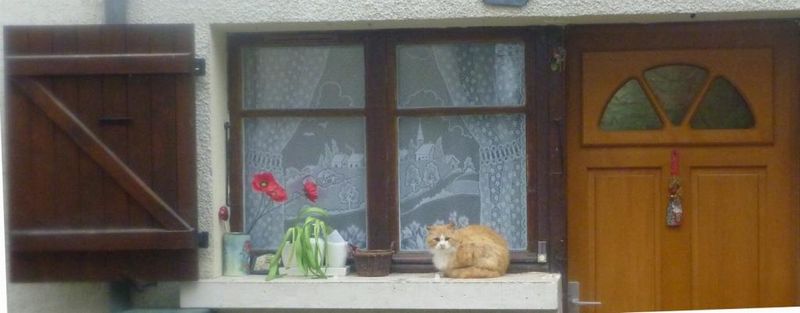 Chat du matin à chamoux sur gelon