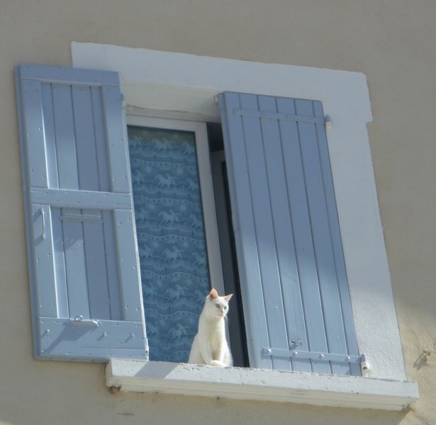 Du haut des fenêtres une belle minette vous contemple