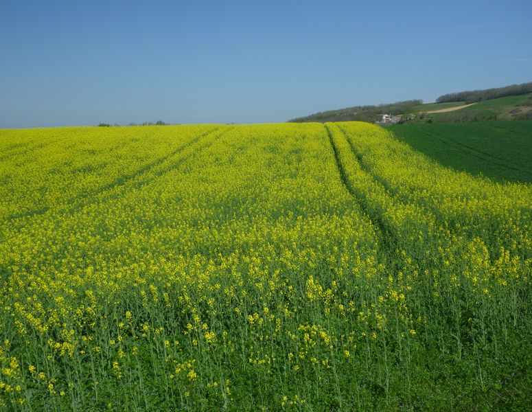 Les Champs de colza égaient le voyage du claudio