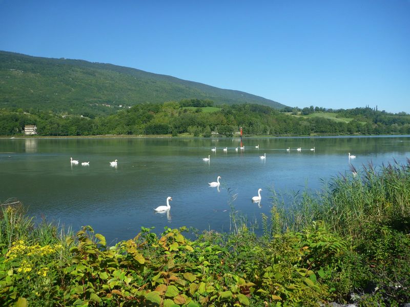 Le Rhône s'élargit au lac du lit du Roi pour le bonheur des cygnes