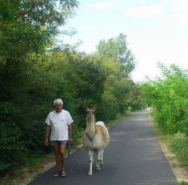 Serge promenant son Lama  sur la Viarhona a valence en 2011