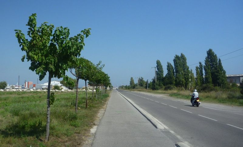 Quelques arbres tentent de pousser le long de la voie verte port st louis la plage Napoléon en 2011