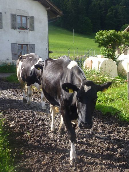 Vaches Fribourgeoises dans la vallée de la sagne en 2012