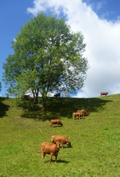 Qu'es ce que t'as toi ? semble dire cette tarine suisse.
