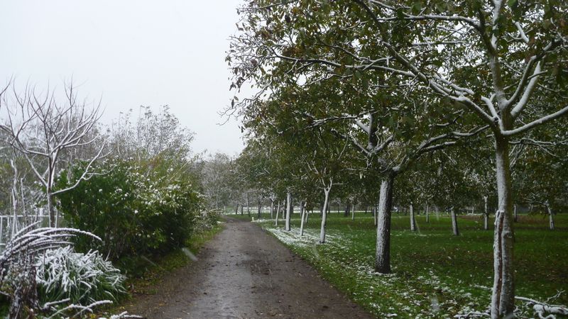 Neige d'octobre 2012 en bas Grésivaudan