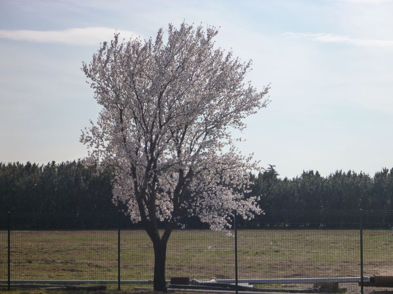 Arbre en fleur sur la viqrhôna en 2012