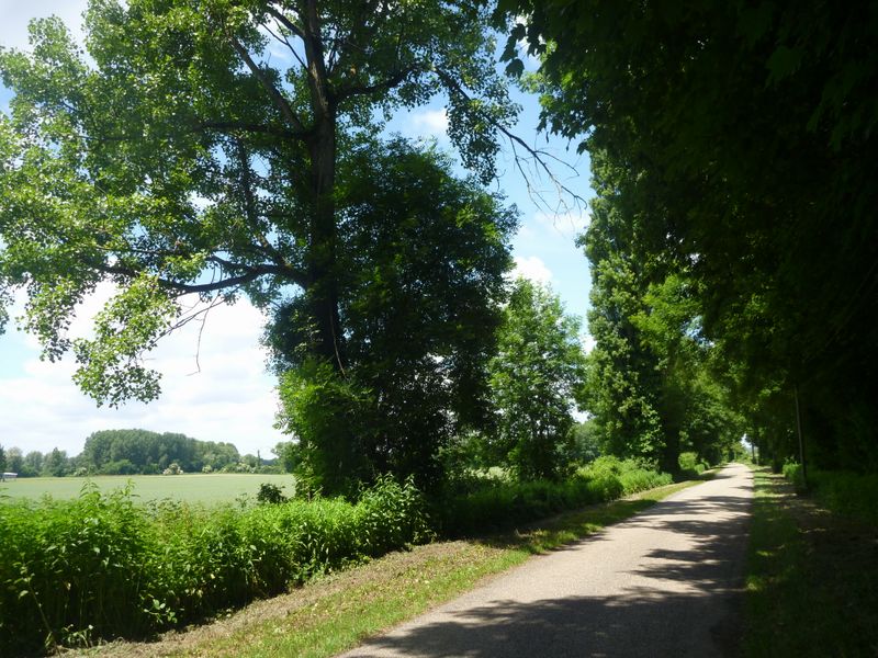 Route de la girondole : pouvou che chat reste con chat..