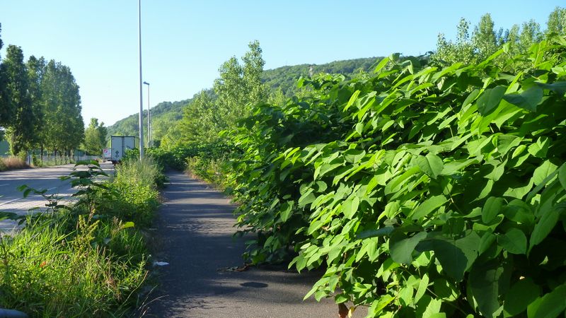 La Viarhôna à Loire sur Rhône : débroussaillons moussaillons