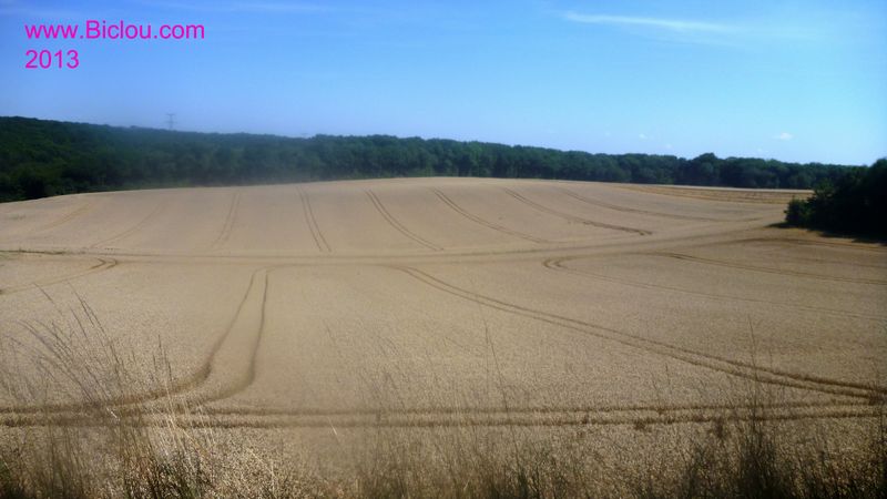 Champs de céréales Au dessus de Nuits st Georges